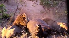 面对劲敌三头雄狮，野牛群最终还是没能解救出同伴