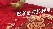 好兆头！母鸡在新婚夫妇婚床上下蛋 新娘：正好下在龙凤中间