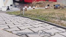 狗狗被抛弃后瘦骨嶙峋，男子好心收养，2个月后让人惊喜
