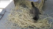 干草上玩耍的小猫咪，看这活泼的小模样，真是萌呢！