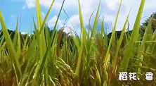 金秋连州——稻花香里说丰年