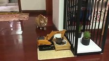 橘猫：这TM是猫生干的人事么