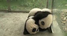 一堆熊猫叠在一起，软软的好可爱，组团偷小熊猫了