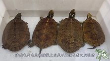 小池养龟：这种龟的脑袋顶着4只眼睛，漂亮又可爱