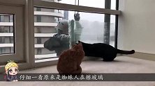 蜘蛛人擦玻璃时，碰上猫咪，下一秒请憋住别笑