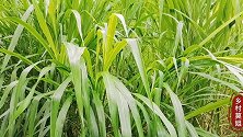 乡村莫姐种牧草，两种牧草6个月长势对比，你会选哪个品种种？