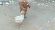 儿子一回姥姥家，就跟村里的大鹅干架，今天必须大战三百回合