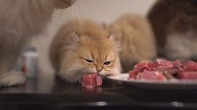 猫是百分之百的纯肉食性动物，身体所有构造都是为吃生肉进化的，经过灭菌处理合理搭配的生骨肉才是猫的最佳食物