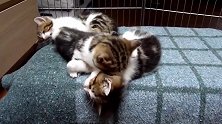 互相依偎睡觉的猫咪们，看这和谐的画面，真是有爱呢！