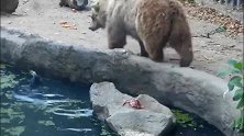 棕熊见义勇为：从池塘救出落水的小鸟