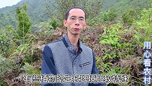 大家见过“沙氏鹿茸草吗”？180元一斤的干货，对它了解的人少