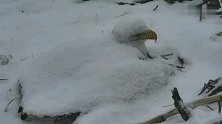 白头海雕被大雪覆盖了还一动不动，是在孵宝宝吗，母爱真伟大