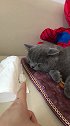 肉肉要怪就怪你太聪明了 不说了，起锅烧油~ 猫咪  蓝猫