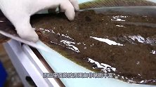 韩国人处理比目鱼刺身，刀工细致且精湛，吃一口味道真好！