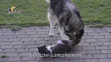 老黄牛经常给狗狗舔毛，狗狗如同享受按摩，网友：待遇真好