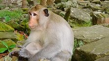 野外抓回一只猴子，每天喂东西都不吃，快饿死了怎么办