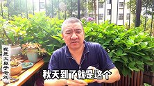 吃剩的桔子皮不要扔！城市家庭自制沤肥变臭，加它有重要作用！