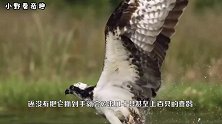 老鹰为什么从不招惹喜鹊呢？谁惹谁倒霉？看完之后你就懂了