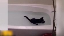 浴缸里洗澡的猫咪，看这只黑黑的猫咪，你玩的太高兴了吧！