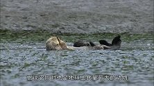 为什么海獭在海藻中握手和包裹幼崽，知道真相我哭笑不得