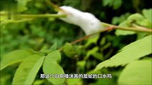 树叶上的一团“吐沫”，真是蛇的口水吗搞清真相整个人都不好了