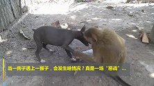 当狗子遇上猴子，这真是一场“恶战”啊！