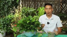 扦插绿萝，让它爆盆快，修剪节茎很关键，多数人都忽略了这1件事