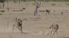 猎豹捕猎小鹿，正要吃上嘴的时候，正义使者狒狒来了！