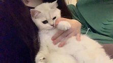猫咪薛宝钗四仰八叉的躺在主人身上看电视，好幸福呀