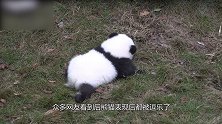 熊猫宝宝喝奶时间到 躺地上撒泼耍赖 太可爱了