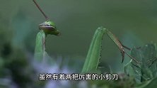 螳螂能不能战胜带有剧毒的蝎子？
