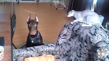只因杜宾看了无毛猫一眼，无毛猫上来就龇牙咧嘴给杜宾一顿胖揍