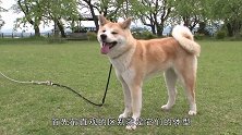 秋田犬和柴犬有什么区别？这个地方最明显，再也不会弄错了
