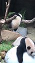 小熊猫妈妈别睡了，起来陪我玩儿吧！