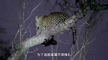 动物：平头哥被花豹咬住，不甘被吃，开始拼命反抗