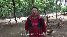 湖北枝江：薛家培一手养鸡托圆小康梦
