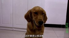 小伙窑洞里捡了只拉布拉多，金毛嫌它吃得多要把它赶走，该咋办？