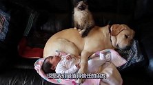 小主人正在沙发上睡觉，狗狗守护在主人身边，爪子搭在宝宝身上