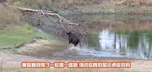 羚羊一转头，发现旁边竟蹲着狮子，下一秒，请憋住别笑