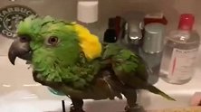 一只鹦鹉唱的歌都比我好听，广东网友：我就是来凑数的