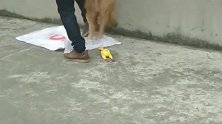 萌宠：主人亲了金毛一口，金毛爬在地上打滚，太嫌弃了！