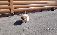 几只刚学走路的小奶狗，胖嘟嘟的身材，这叫声太可爱了！