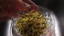 葡萄干直接吃很脏，清水洗了也白洗，加1物，既干净又不影响口感