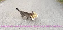 小猫闯入时装展，终于看不下去了，亲自示范走了一遍正宗猫步