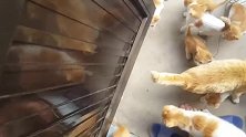 经常来蹭饭的猫咪一家，守在屋外，一点不把自己当外人
