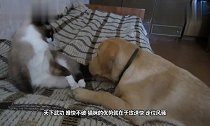 为什么猫和狗打架,输的一方总是狗知道真相后笑喷了