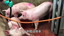 给猪的“脱衣”神器，黑猪进白猪出，还没反应“衣服”就没了！