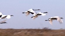 辽宁盘锦：数万只珍稀候鸟迁徙北归，辽河口湿地栖息觅食