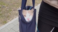 被装进袋子里的猫咪，这生无可恋的样子，笑得我都岔气了！