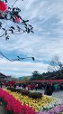 来丽江吧！看风轻云淡，看百花齐放，看最美风景。